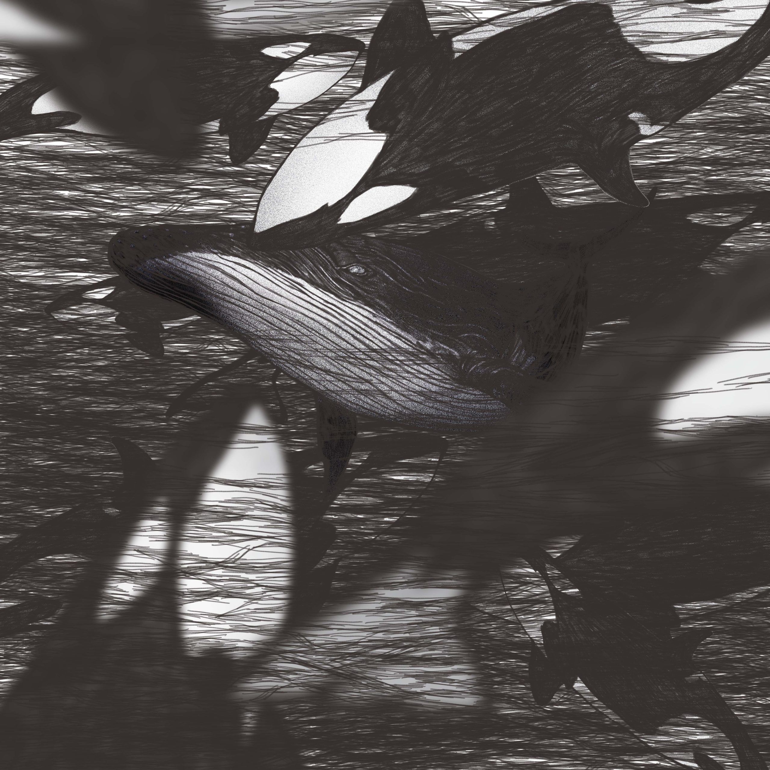 Taraje, Shigella sonnei i fotometria tranzytowa