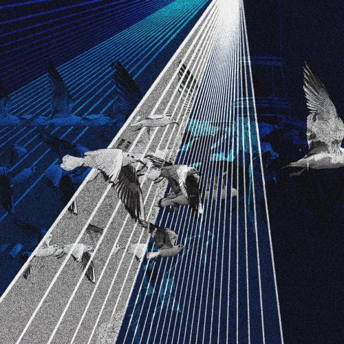 Elektrokultura, takahe i kakapo oraz terapia śmiechem