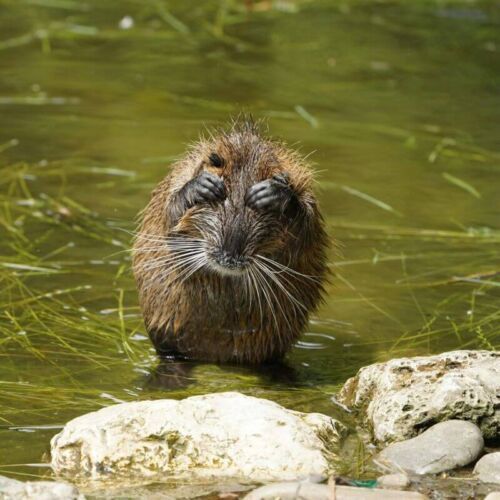 Weda Bay, Sahel i hiperkortyzolizm